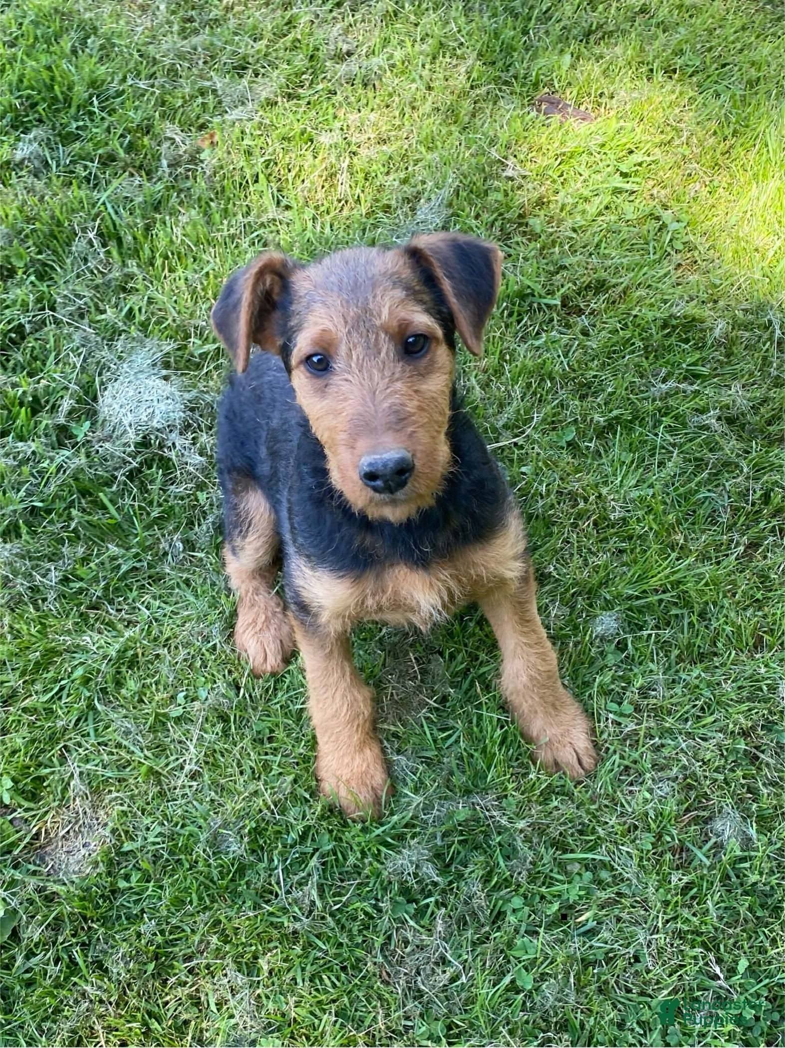 Airedale Terrier dogs Airedale Terrier Puppy 2 - Ad 1