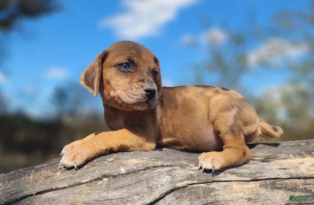 Catahoula Leopard Dog dogs for sale: Houdini 2025 Female 2 - Ad 3