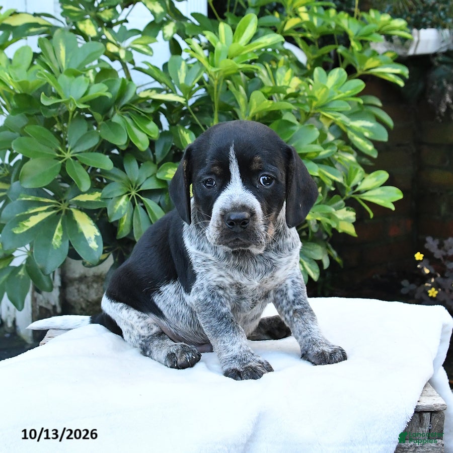 Mixed Breed dogs Brewster - Ad 1