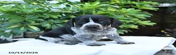 Mixed Breed dogs for sale: Brewster - Ad 1
