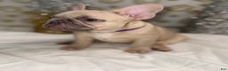 French Bulldog dogs for sale: Photon - Ad 2