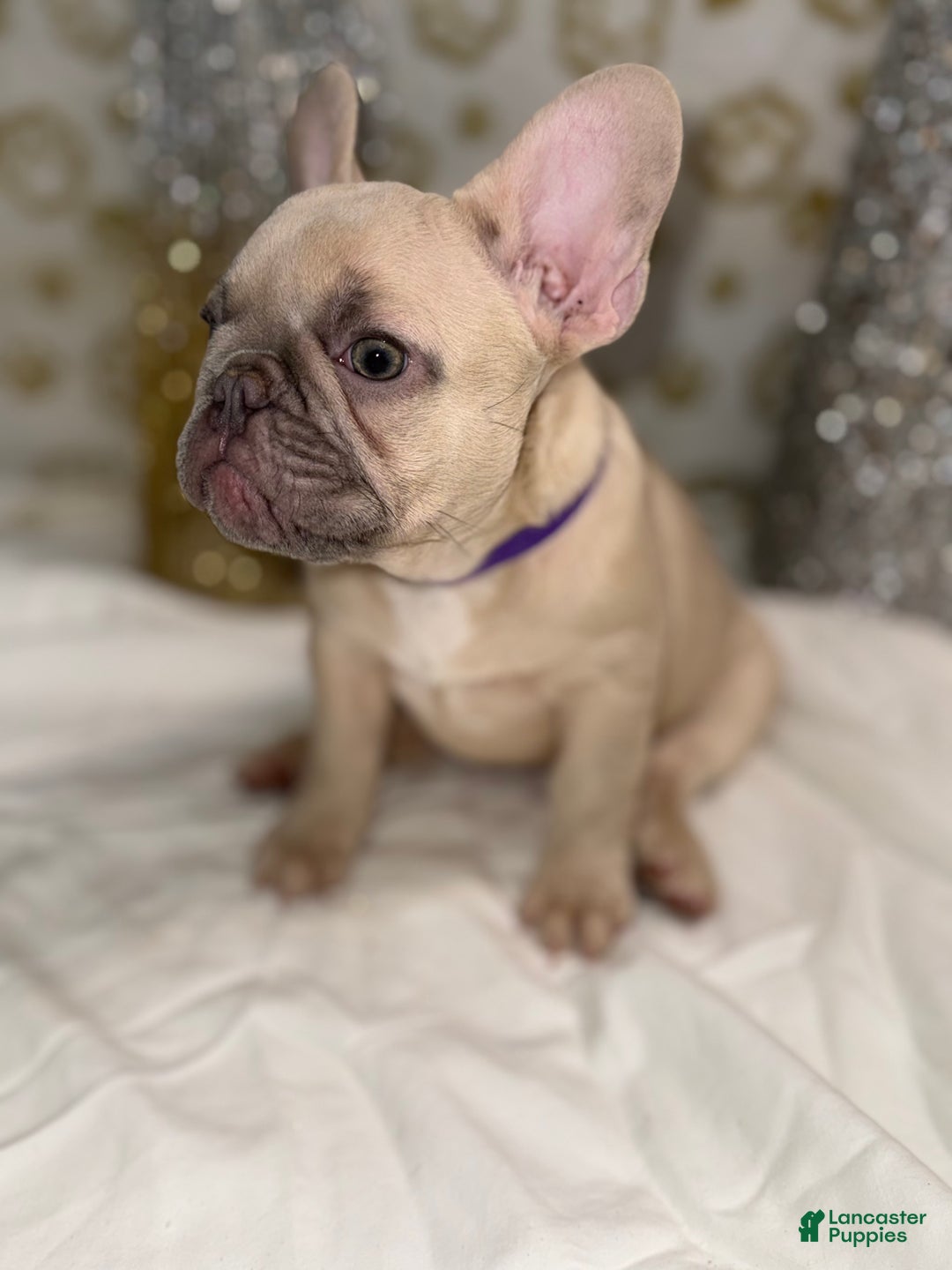 French Bulldog dogs for sale: Photon - Ad 2
