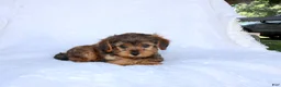 Yorkiepoo dogs for sale: Evan  - Ad 5