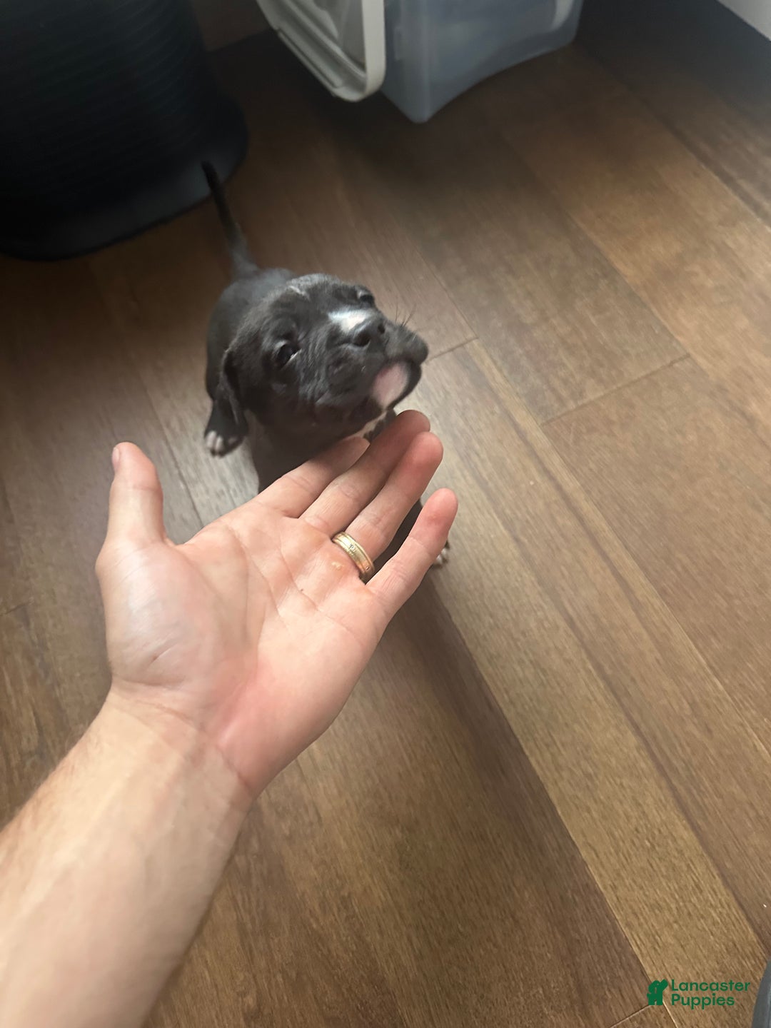 American Pit Bull Terrier dogs for sale: American Pit Bull Terrier Puppy 1 - Ad 1