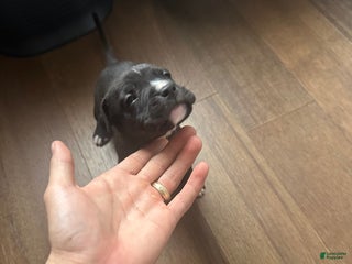 American Pit Bull Terrier dogs American Pit Bull Terrier Puppy 1 - Ad 20