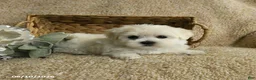 Maltese dogs for sale: Rider - Ad 4