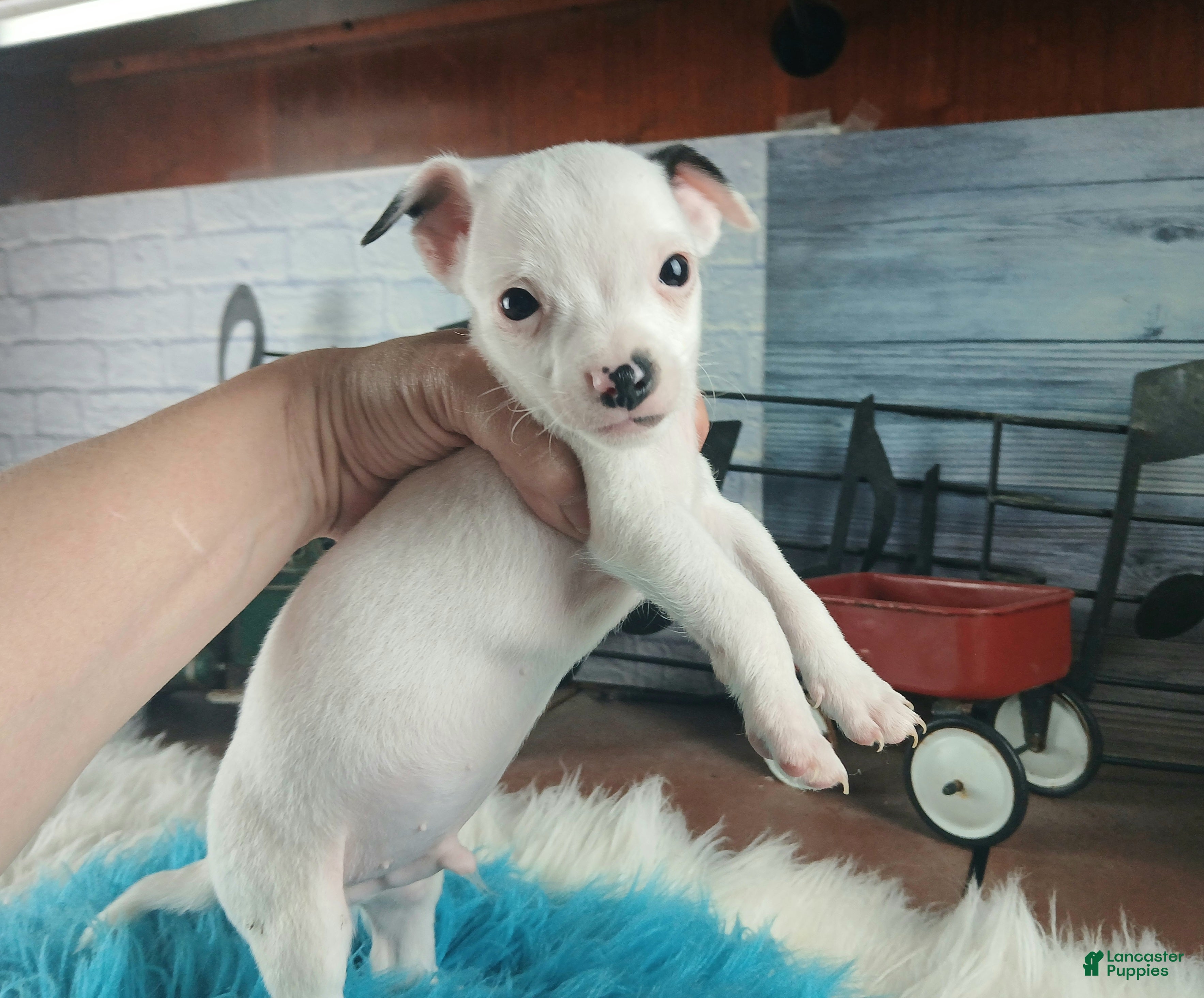 Chihuahua dogs Male teacup chihuahua. Hand delivery - Ad 4