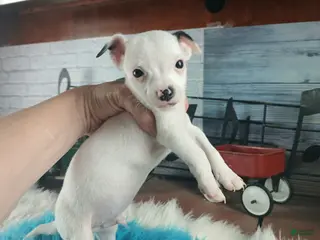Chihuahua dogs Male teacup chihuahua. Hand delivery - Ad 31