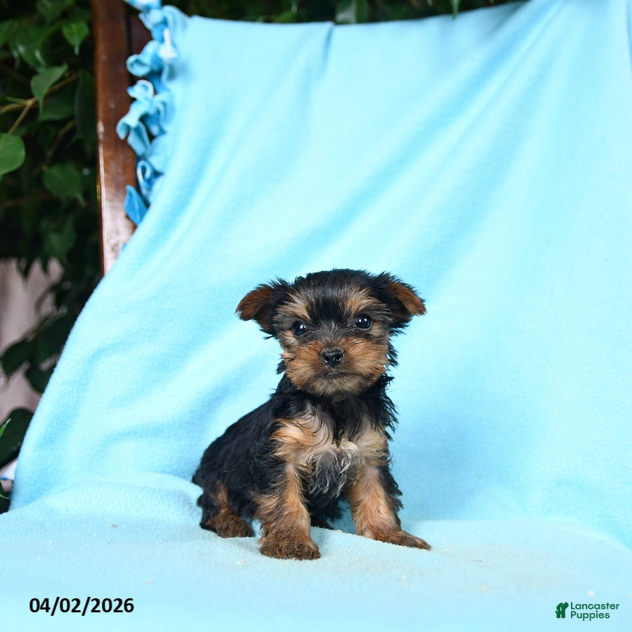 Yorkshire Terrier dogs Paprika - Ad 1