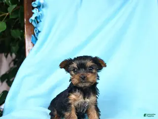 Yorkshire Terrier dogs for sale: Paprika - Ad 4