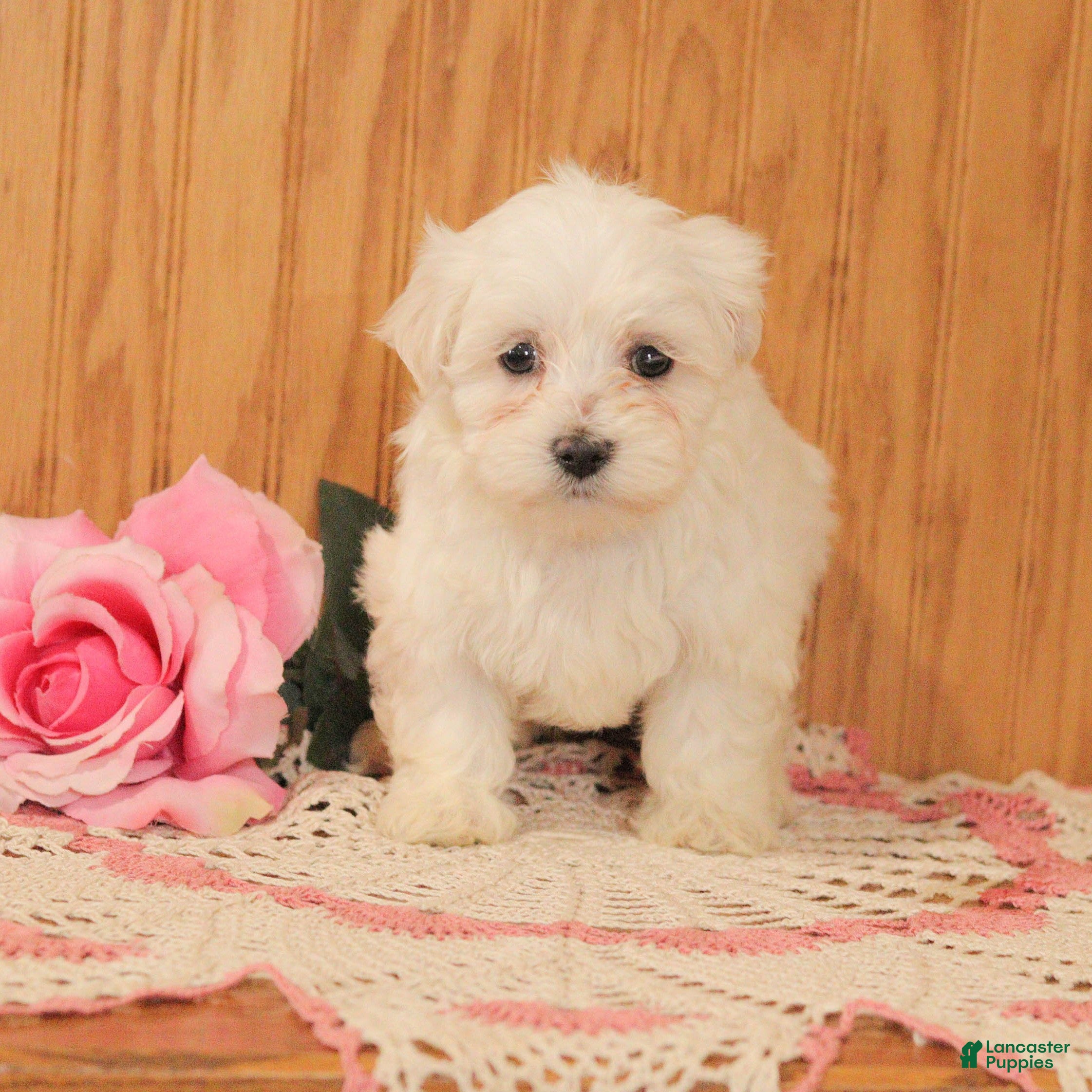 Malshi dogs Jewel - Ad 7