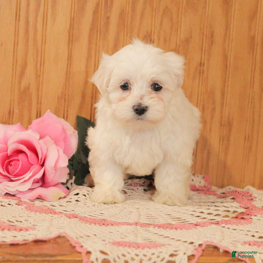 Malshi dogs for sale: Jewel - Ad 1