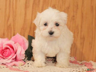 Malshi dogs Jewel - Ad 5