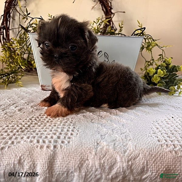 Shih Tzu dogs Jake - Ad 1