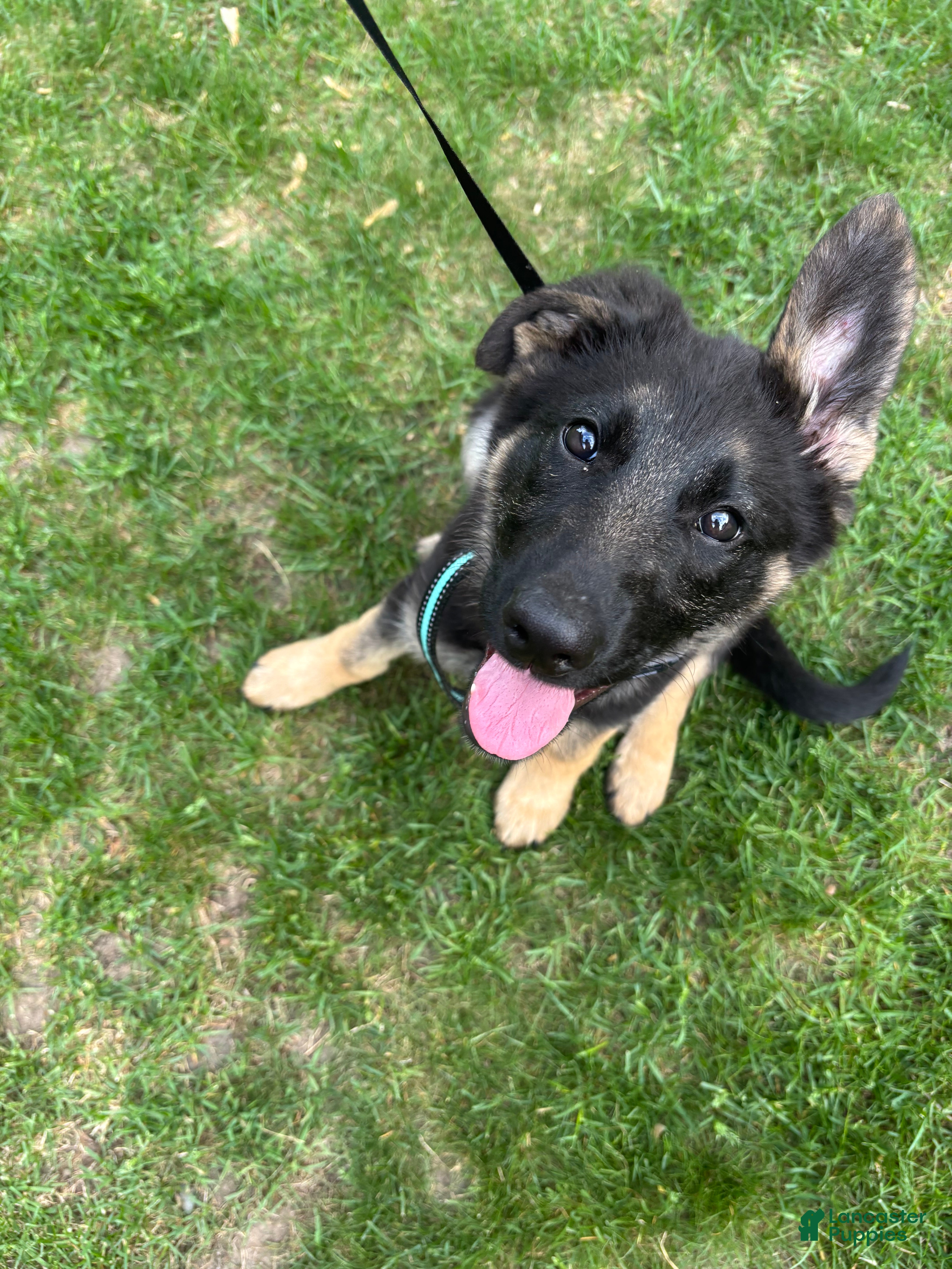 German Shepherd dogs German Shepherd Puppy 1 - Ad 3
