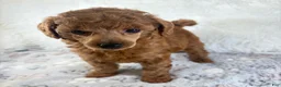 Toy Poodle dogs for sale: Yvonne - Ad 3