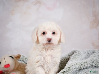 Bichpoo dogs Bobby - Ad 38