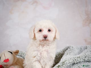 Bichpoo dogs Bobby - Ad 9