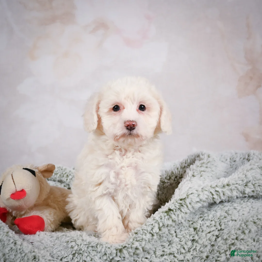 Bichpoo dogs for sale: Bobby - Ad 3