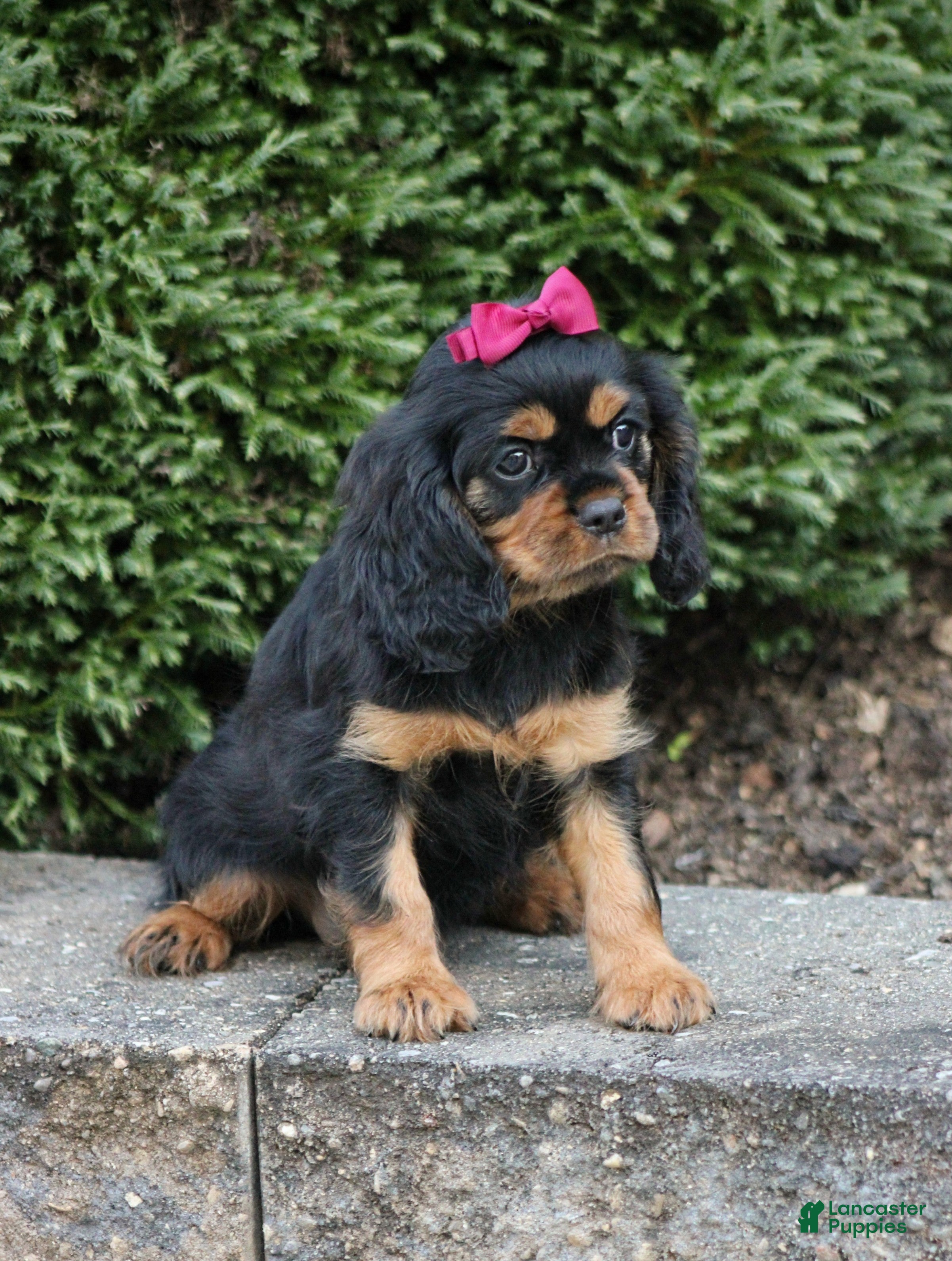 Cavalier King Charles Spaniel dogs Audrey - Ad 1