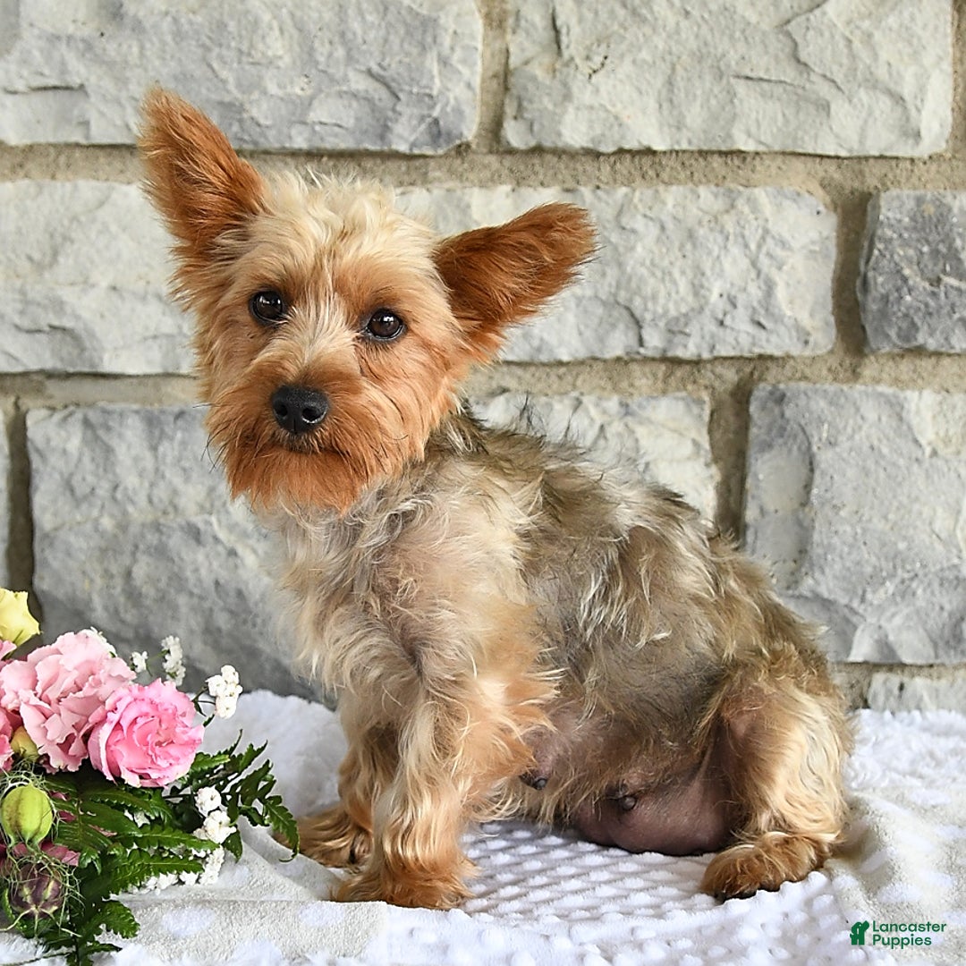 Mixed Breed dogs for sale: Noelle - Ad 4