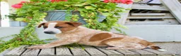 Australian Cattle Dog dogs for sale: Ace - Ad 4