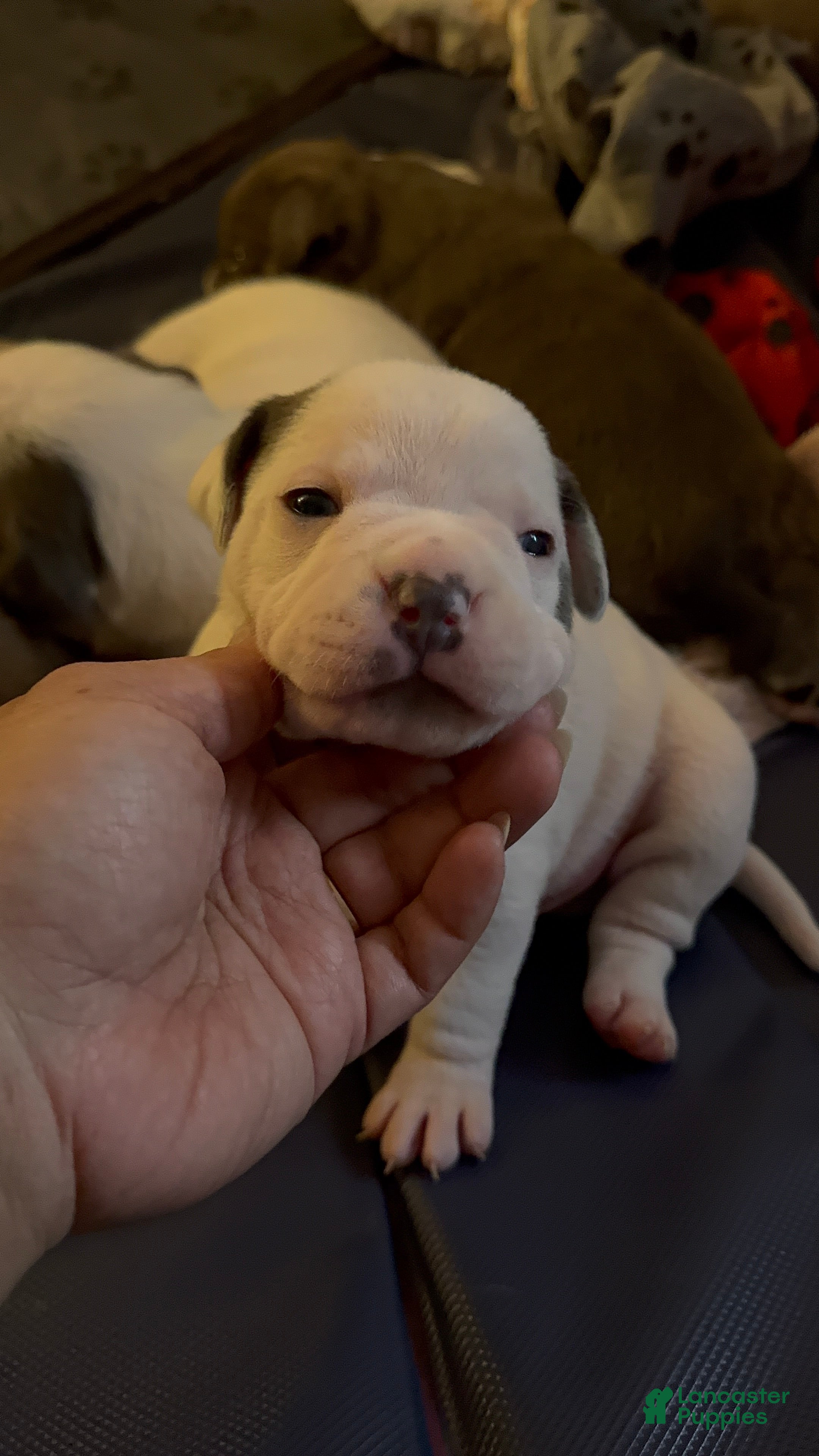 American Bully dogs American Bully Puppy 1 - Ad 2