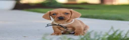 Miniature Dachshund dogs for sale: Bentley - Ad 5