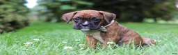 Boxer dogs for sale: Barney - Ad 5