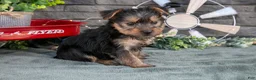 Yorkshire Terrier dogs for sale: Betsy - Ad 2