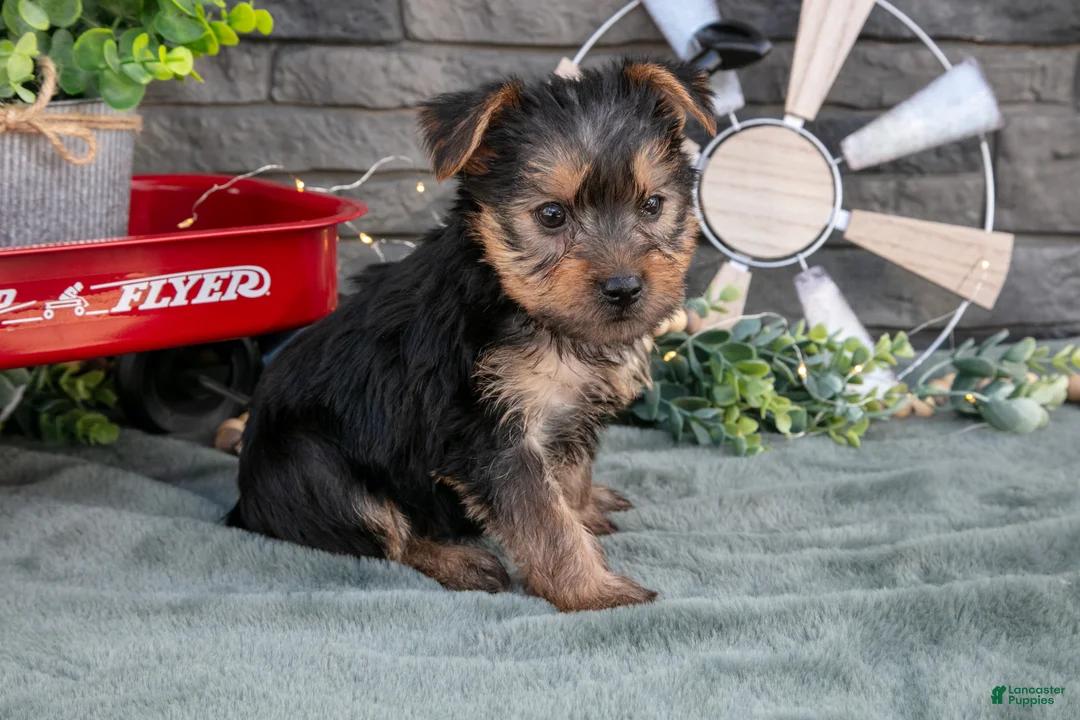 Yorkshire Terrier dogs for sale: Betsy - Ad 2