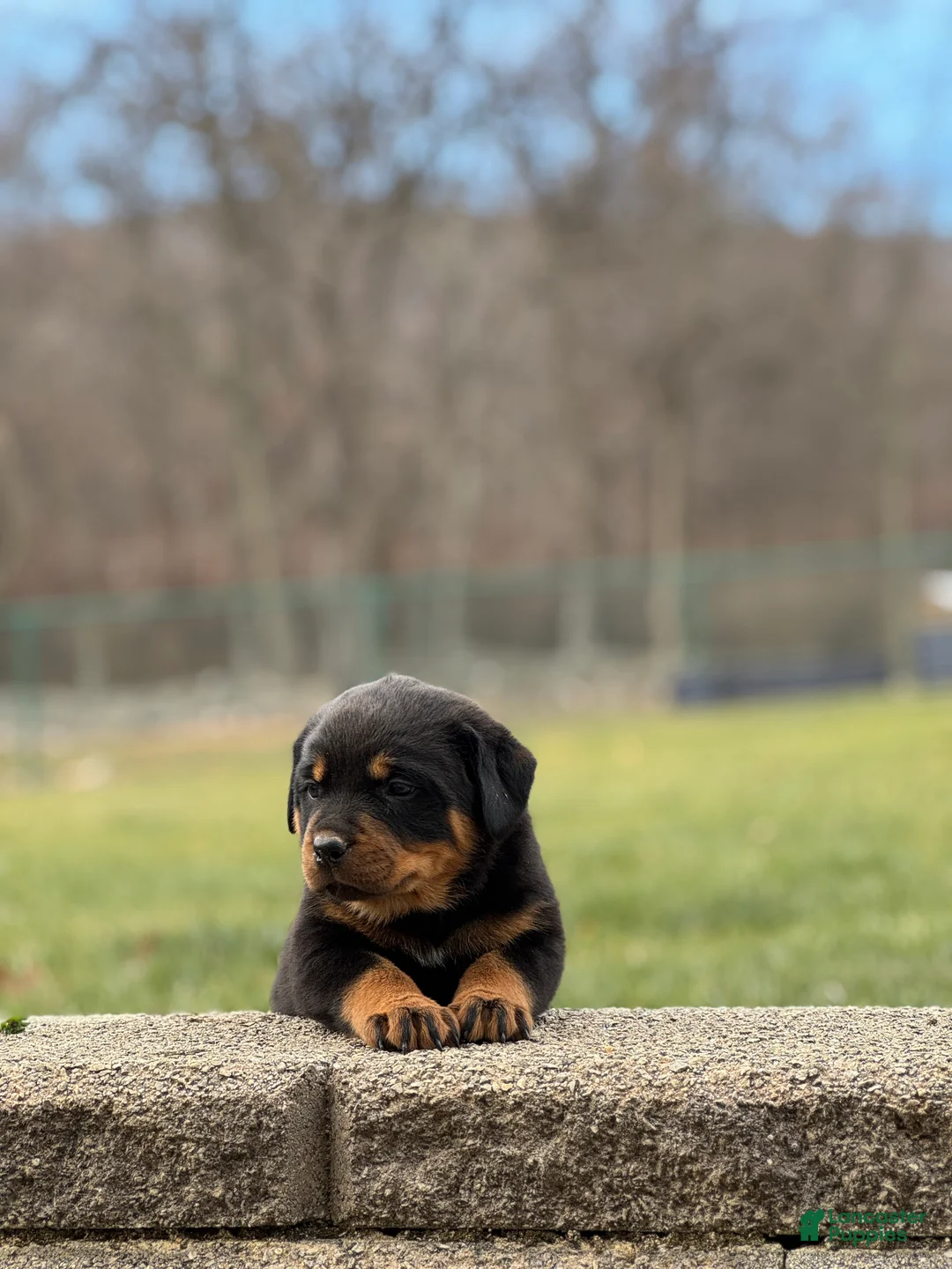 Rottweiler dogs for sale: Darcy (long tail)  - Ad 7