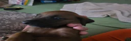 Redbone Coonhound dogs for sale: Redbone Coonhound 8(blue) - Ad 9