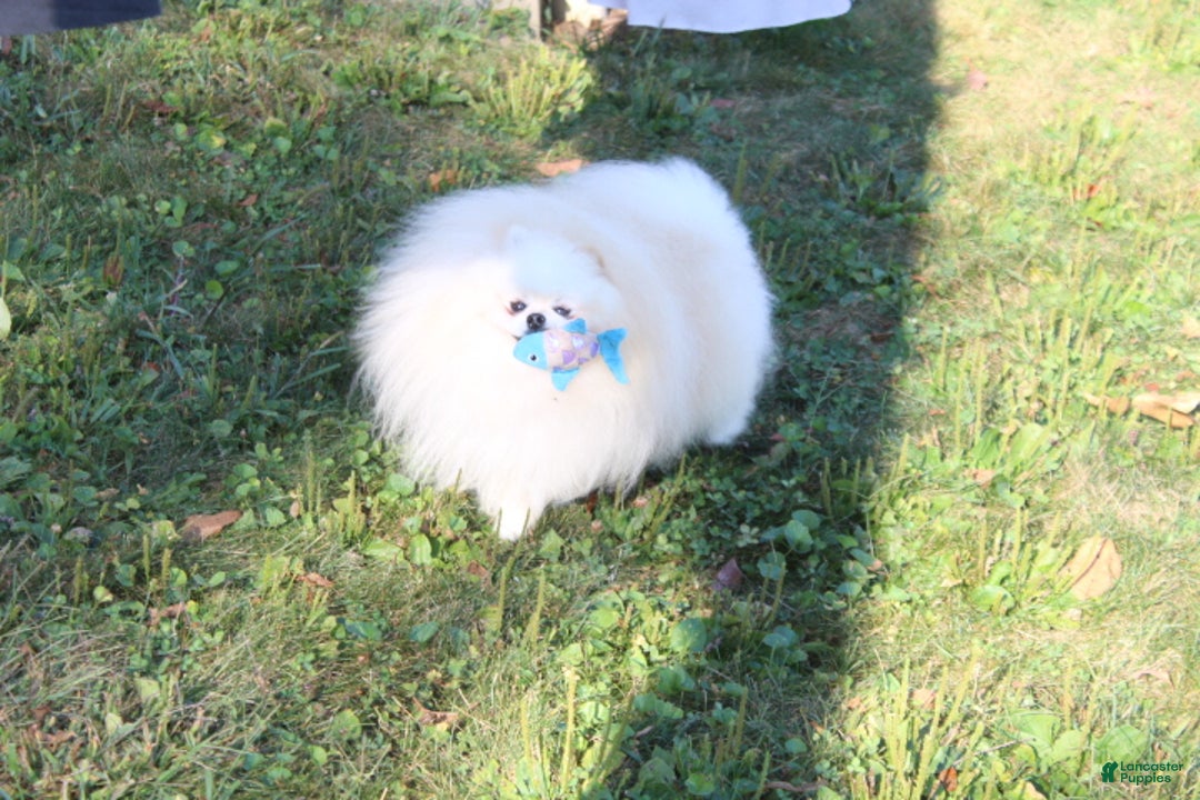 Pomeranian dogs for sale: Tiny Teddy - Ad 18