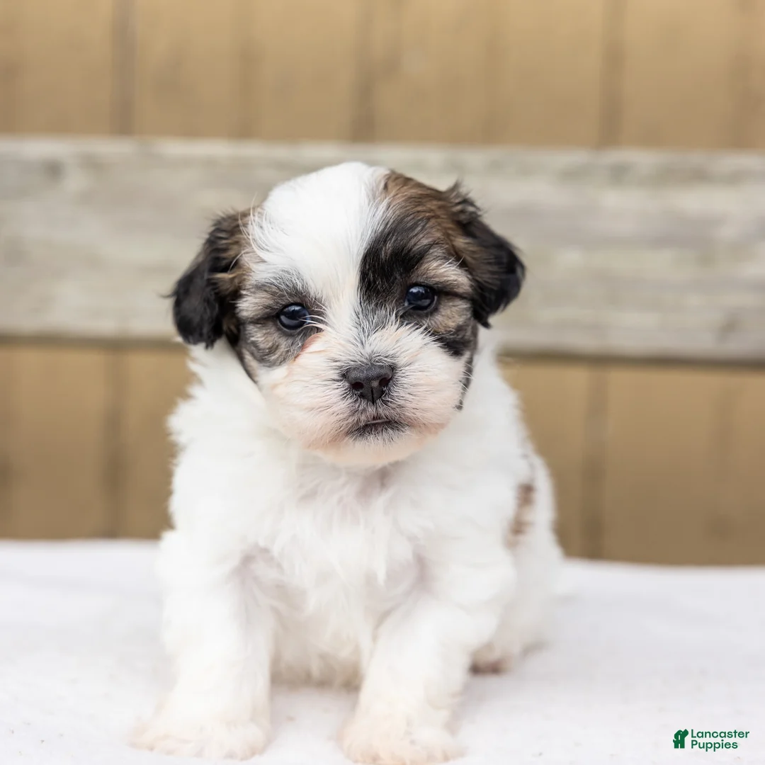 Teddy Bear dogs for sale: Elm - Ad 2