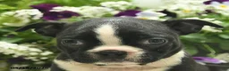 Boston Terrier dogs for sale: Mia  - Ad 5