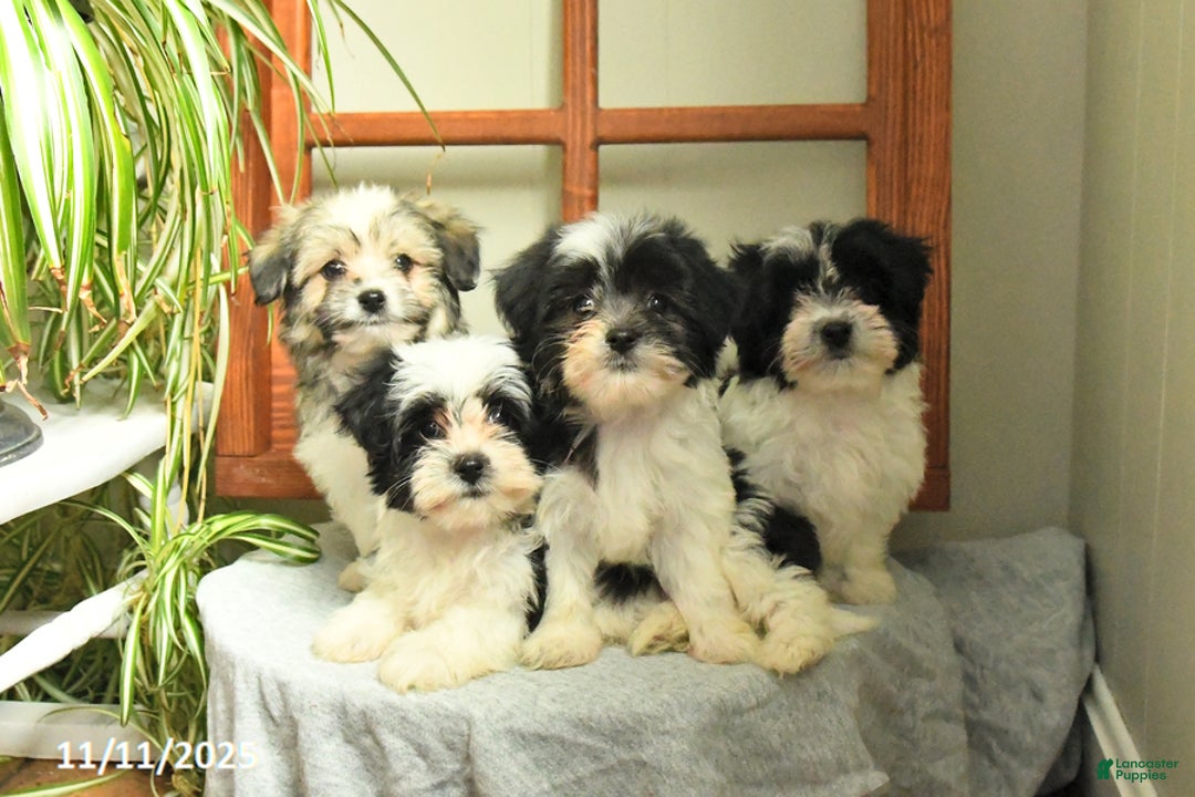 Mixed Breed dogs for sale: Sadie - Ad 3