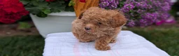 Toy Poodle dogs for sale: Lando - Ad 8