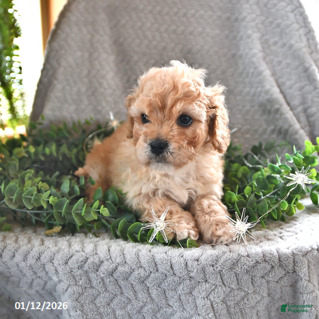Cavachon dogs for sale: Max - Ad 2