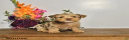 Yorkshire Terrier dogs for sale: Tilly - Ad 1
