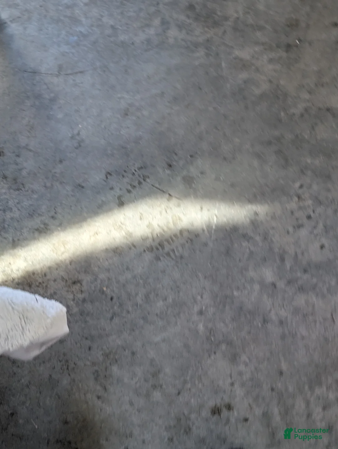 Mini Bernedoodle dogs for sale: Mini Nemo  - Ad 19