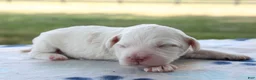 Mini Goldendoodle dogs for sale: Vlad - Ad 6