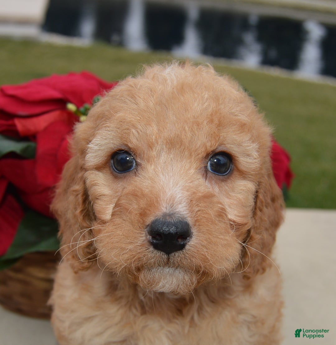 Irish Doodle dogs for sale: Mini Izzy - Ad 16