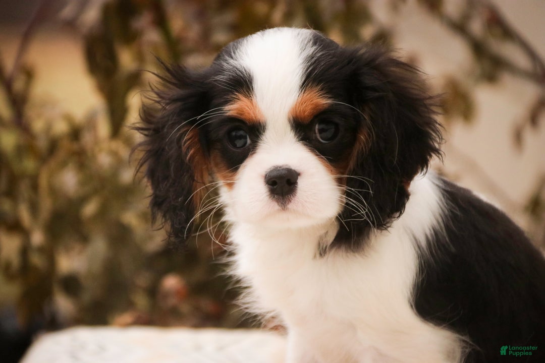 Cavalier King Charles Spaniel dogs for sale: Chester - Ad 4
