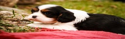 Cavalier King Charles Spaniel dogs for sale: Chance - Ad 3
