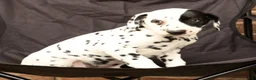 Dalmatian dogs for sale: Abby - Ad 3