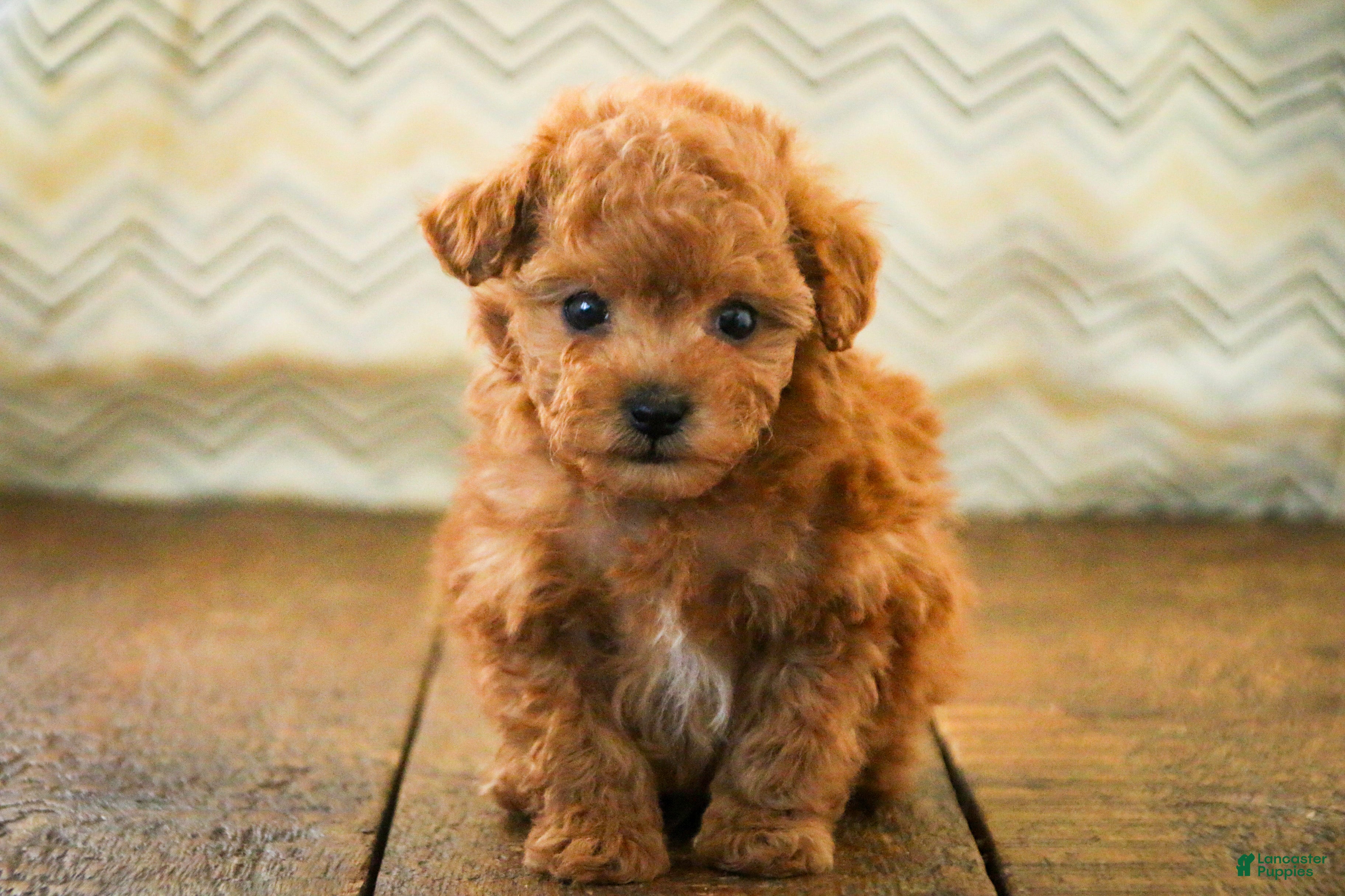 Miniature Poodle dogs Kermit - Ad 37
