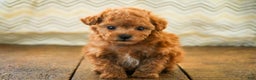 Miniature Poodle dogs for sale: Kermit - Ad 1