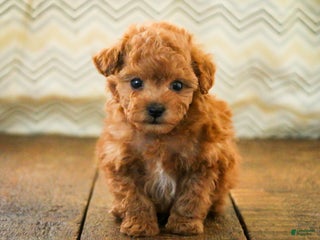 Miniature Poodle dogs Kermit - Ad 37