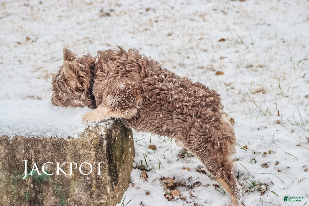 French Bulldog dogs for stud: Jackpot  - Ad 1